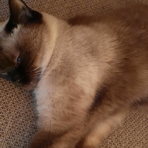 Meet your Posher, Camelia - Picture 2 of 3